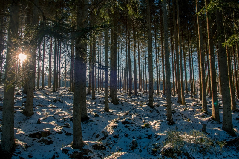 Forest with Snow and Sun