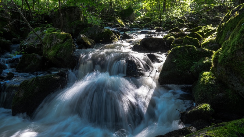 Stream flowing over moss-covered stones in a forest