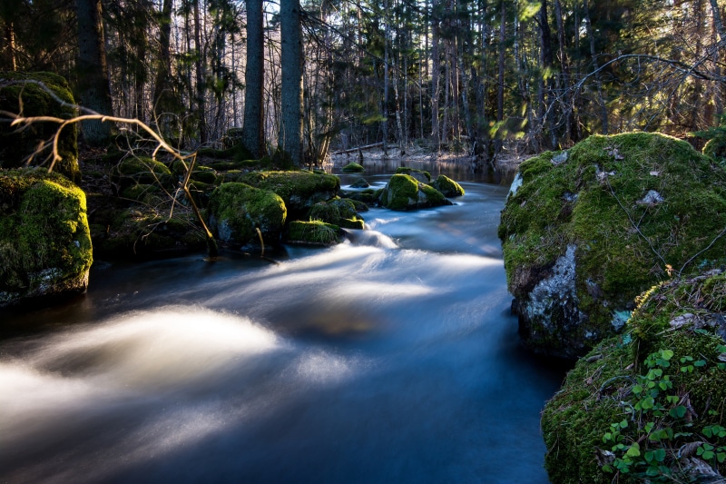 River flowing through a mossy forest in Sweden