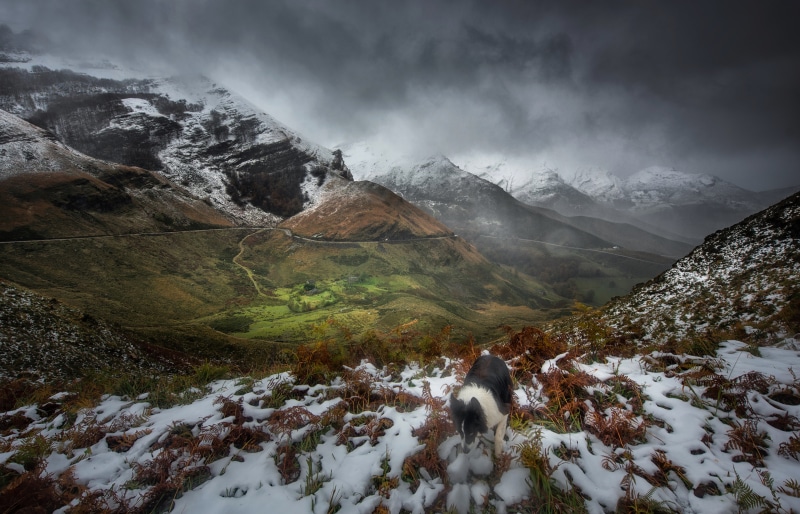 Border Collie in snowy Cantabria mountains, Spain