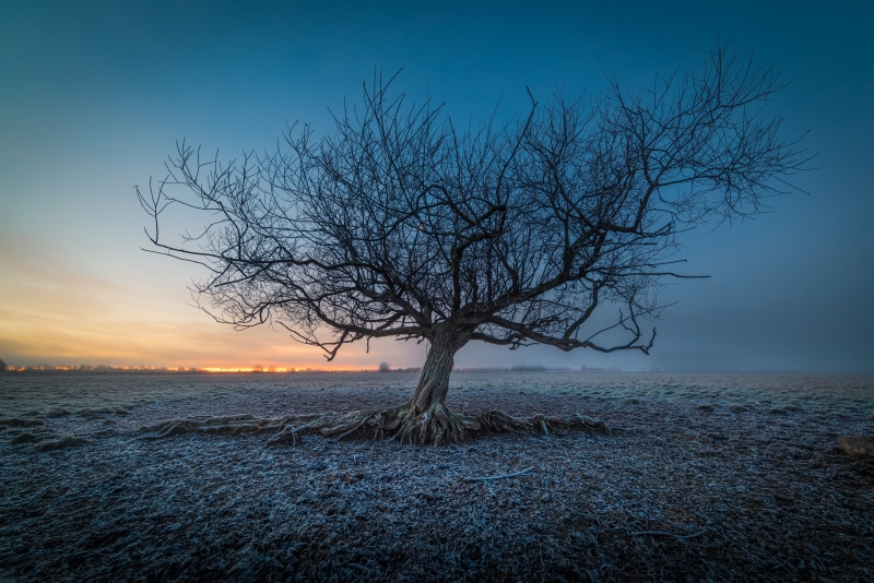 Bare tree in frosty field at sunrise