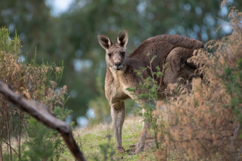 Kangaroo in Shrubs with Bokeh
