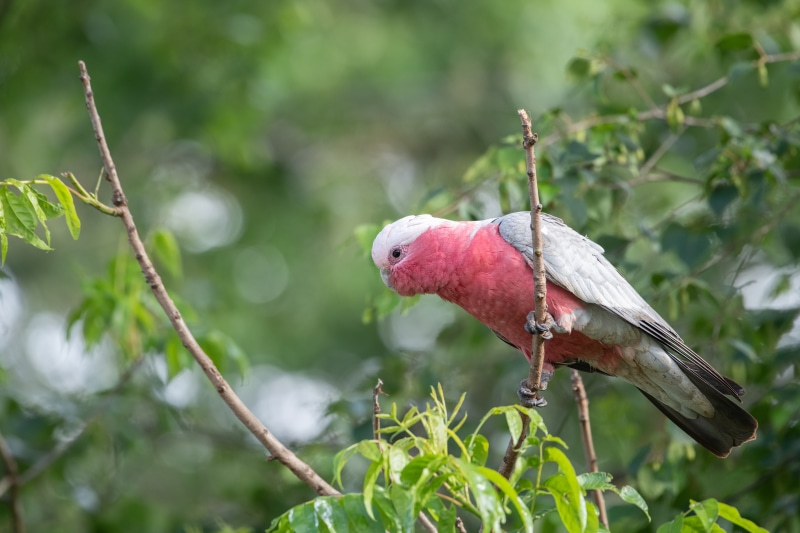 Galah parrot perched on a branch