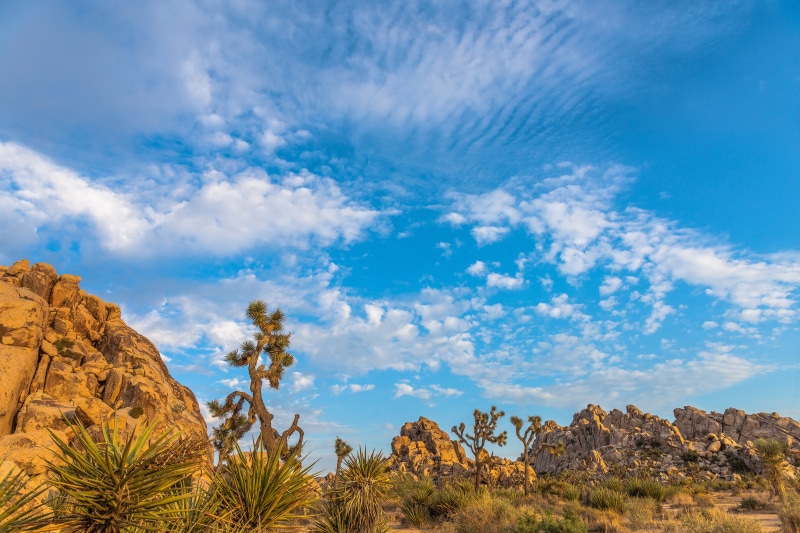 Joshua Tree National Park with Rocks and Sky