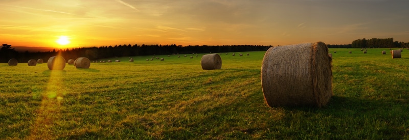 Panorama of hay bales in a field at sunset