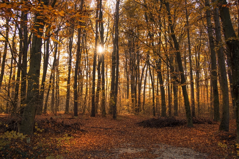 Autumn forest with sun rays filtering through trees