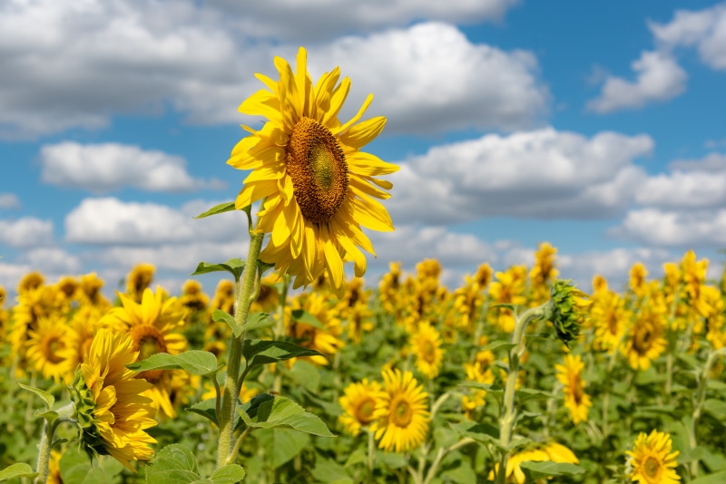 Field of Sunflowers Under a Blue Sky
