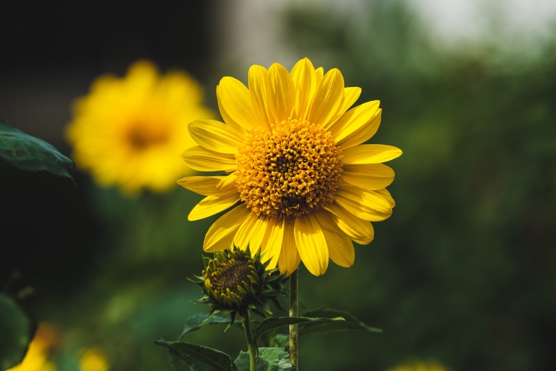 Yellow Sunflowers with Bokeh