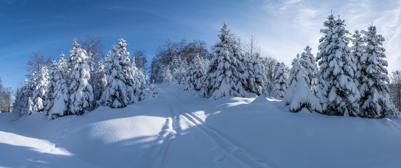Panorama of snow-covered spruce trees in winter
