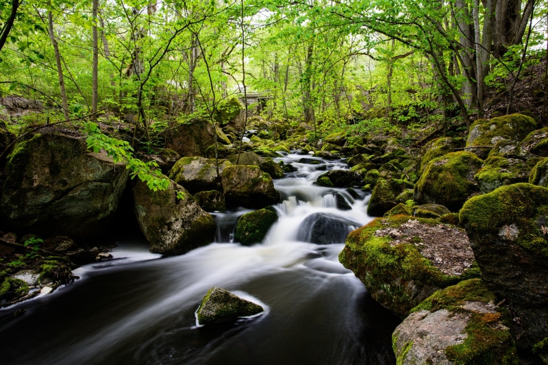 Stream flowing through mossy rocks in a Swedish forest