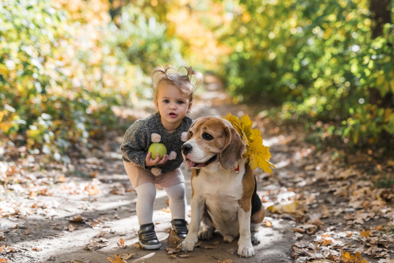 Girl with Beagle dog in autumn forest