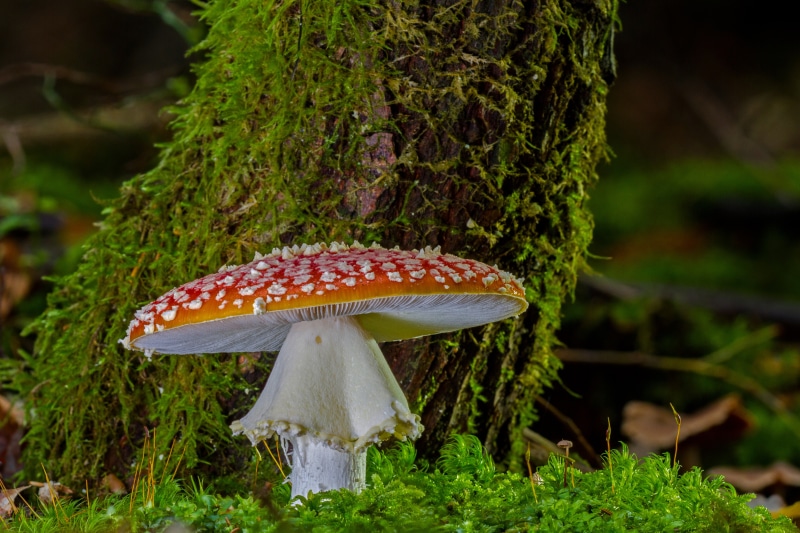 Amanita Mushroom on Mossy Tree Trunk