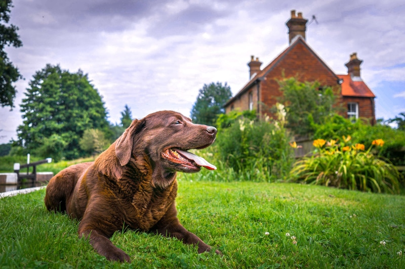 Chocolate Labrador Retriever lying on grass in front of a house