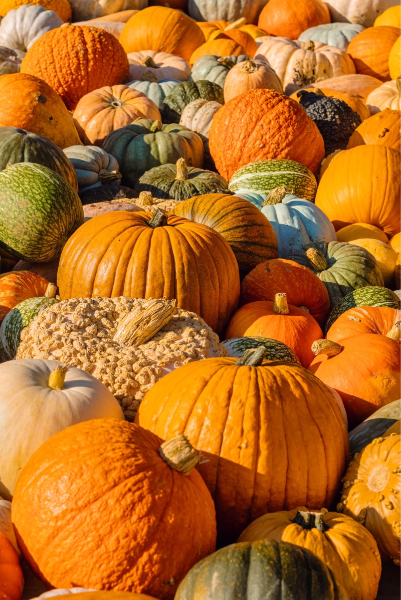 A large collection of pumpkins and gourds