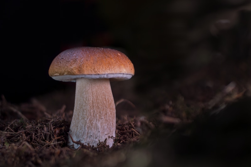 Penny bun mushroom in forest floor