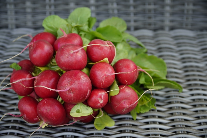 Many Red Radishes