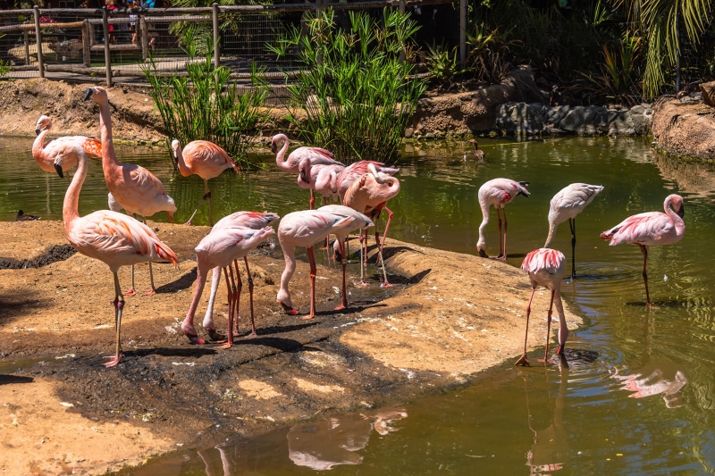 Flamingos in a Zoo Enclosure