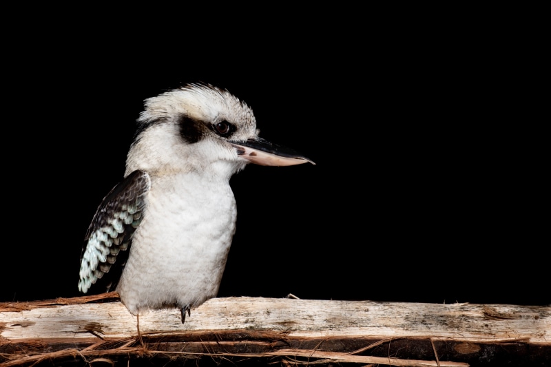 4K Laughing kookaburra on black background