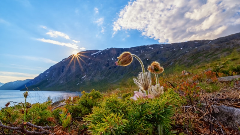 Sunburst over Mountain Lake with Pulsatilla Flowers