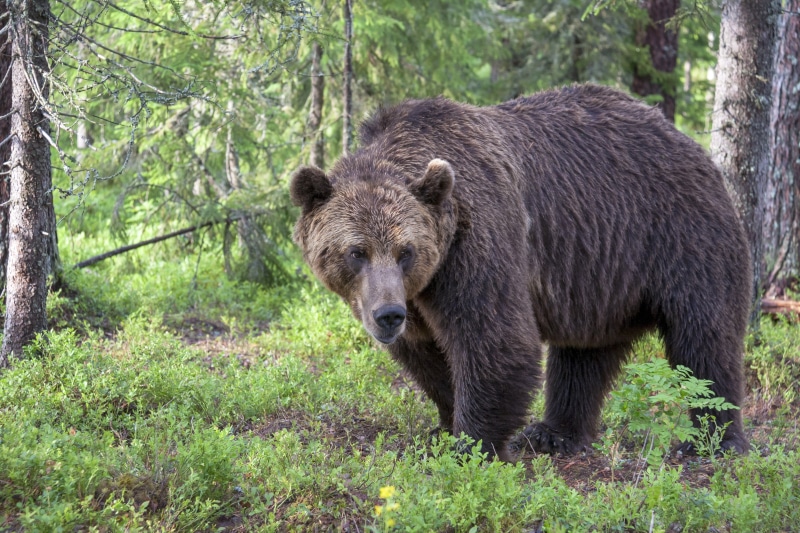 Brown Bear in a Forest