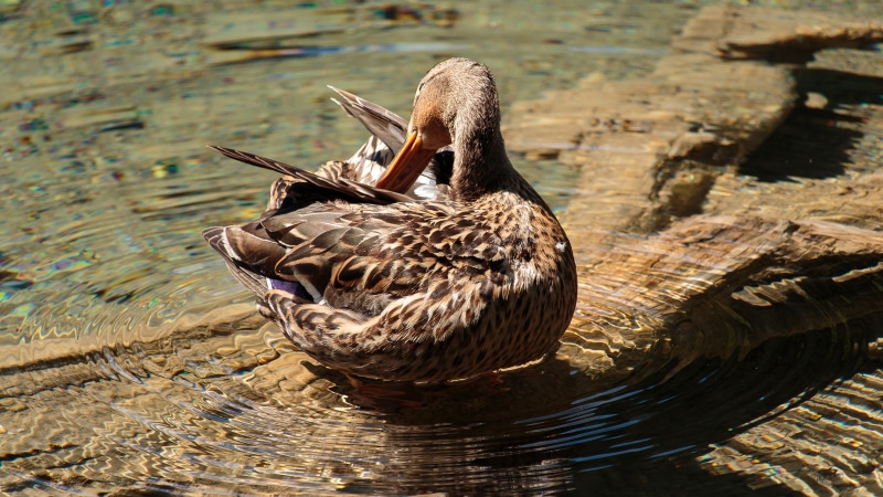 Mallard duck grooming itself in shallow water