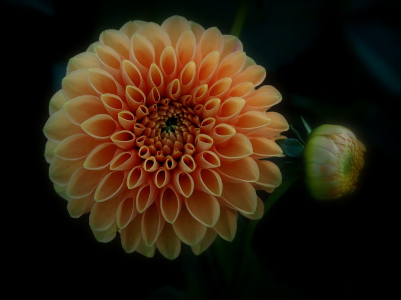 Peach Dahlia Flower and Bud