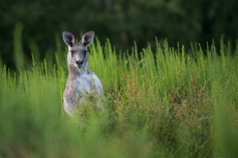 Kangaroo in tall green grass