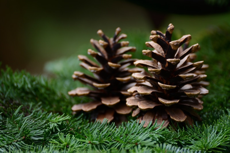 Two pine cones on spruce branches