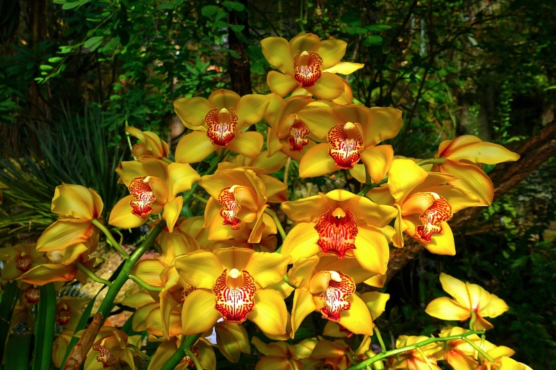 Yellow orchids with red centers in a garden