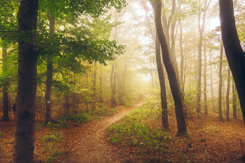 Forest path in autumn fog