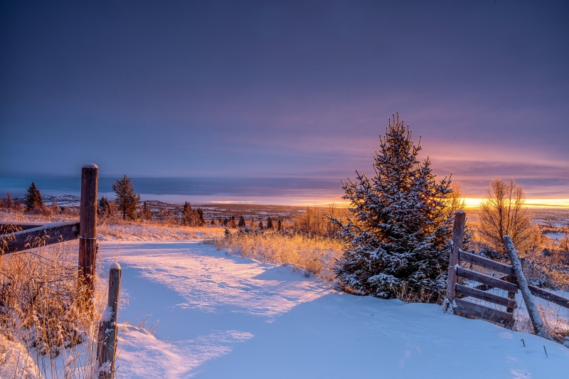 Snowy landscape with fence and spruce tree at sunrise