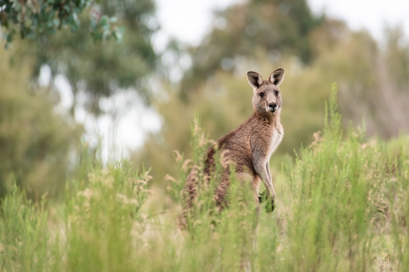 Kangaroo in tall grass with bokeh background