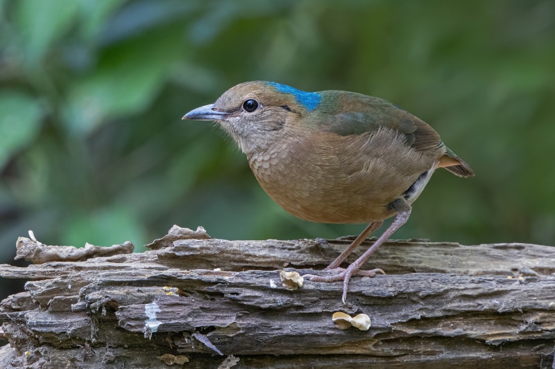 4K Blue-naped pitta bird closeup