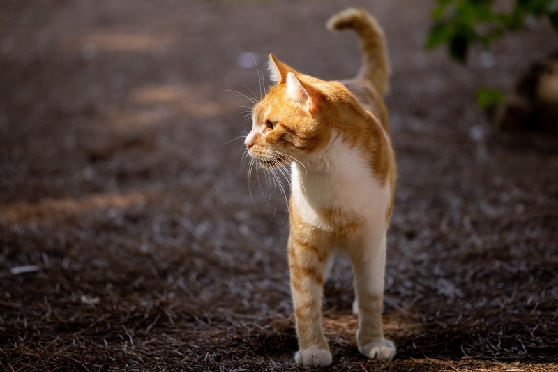Ginger and white cat with whiskers