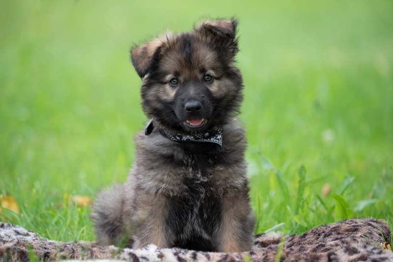 German Shepherd Puppy Sitting on Blanket