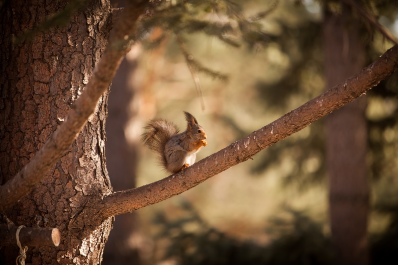 Squirrel on a branch in a forest