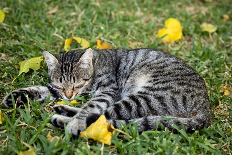 Tabby cat sleeping on grass with yellow leaves