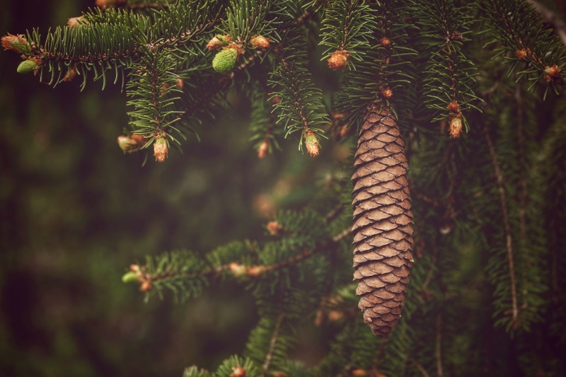 Pine cone hanging from a spruce branch