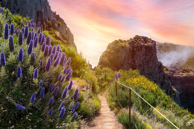 Mountain trail with purple flowers and sunset sky