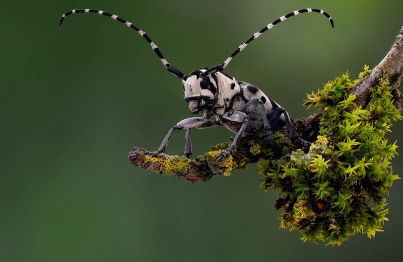 Tragocephala crassicornis beetle on mossy branch