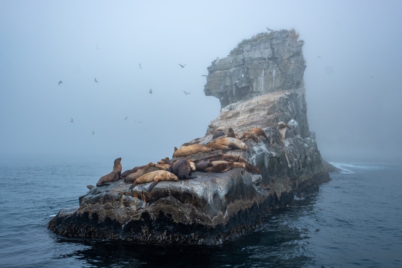 Sea lions on a foggy rock with birds