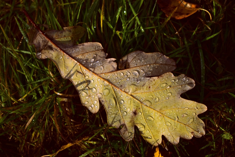 Oak leaf with water drops on grass