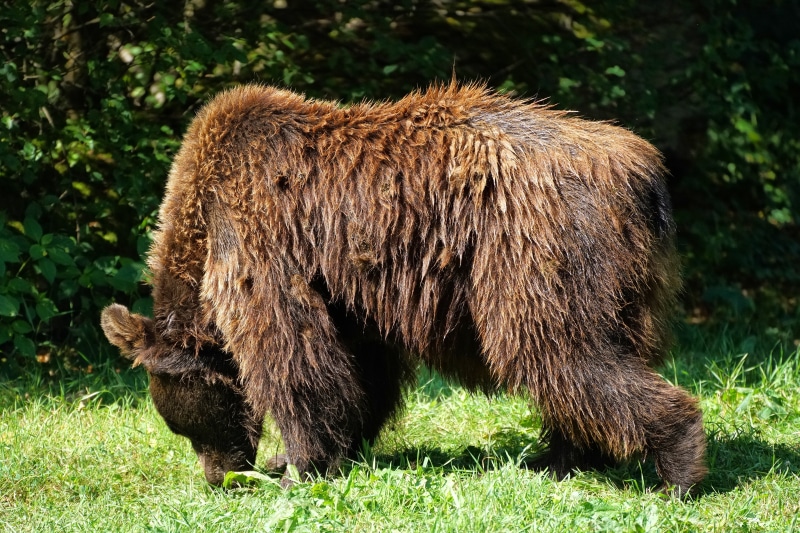 Brown Bear Grazing in Grass