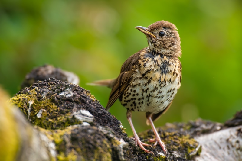 Song Thrush Bird on Mossy Rock