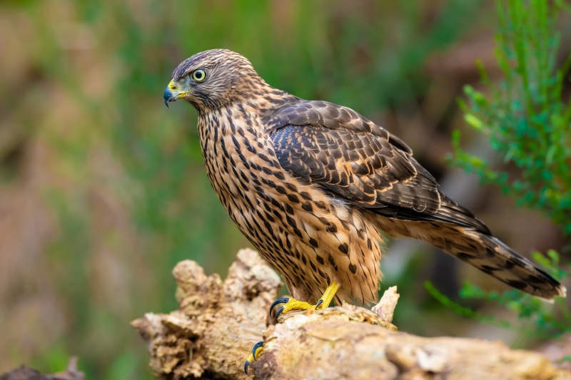 4K Goshawk Hawk Bird Closeup