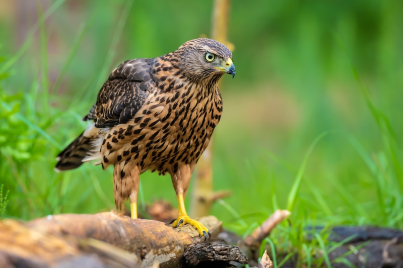Goshawk perched on a log