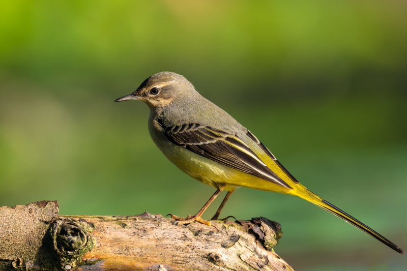 4K Grey Wagtail Bird Closeup Bokeh