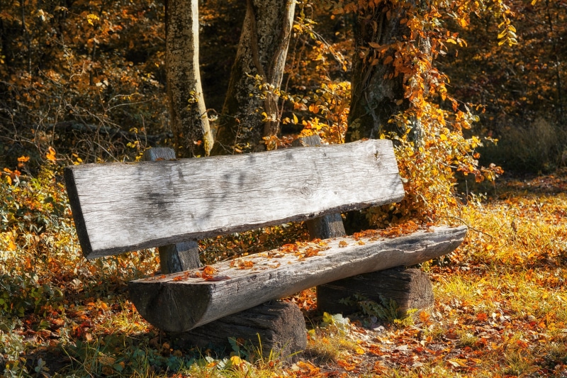 Wooden bench in autumn foliage