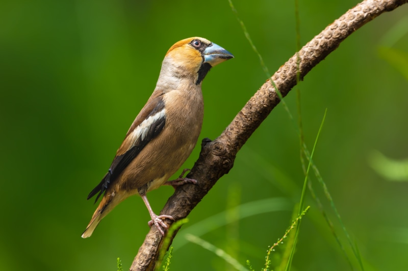 Hawfinch bird perched on a branch