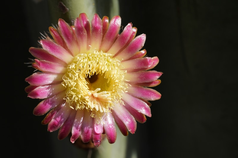 4K Closeup of a Pink Cactus Flower